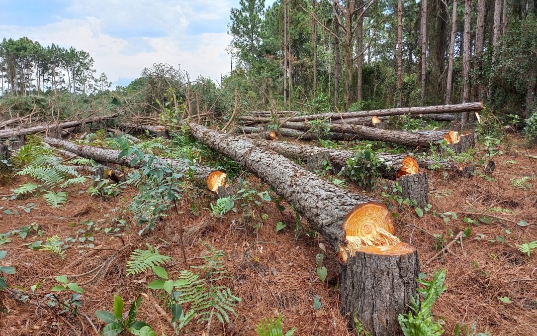 Ilhas em Palhoça terão 7 hectares de manguezais e restingas restaurados