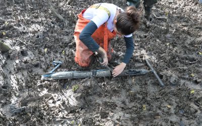 Pesquisa compara estoque de carbono em manguezais naturais e acrescidos em aterros na Grande Florianópolis