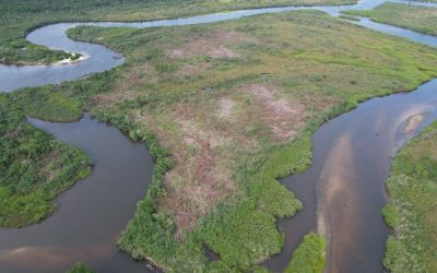 Manguezais e restingas de ilhas em Palhoça serão restaurados, após corte de 7 hectares de pinus