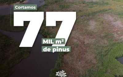 Grande Florianópolis recebe ações de restauração, pesquisa e ciência cidadã para combater impactos da crise climática