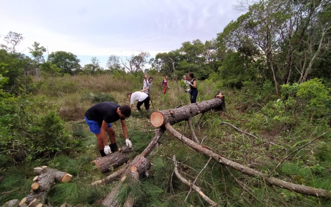 Projeto Raízes da Cooperação finaliza oito oficinas de restauração ecológica