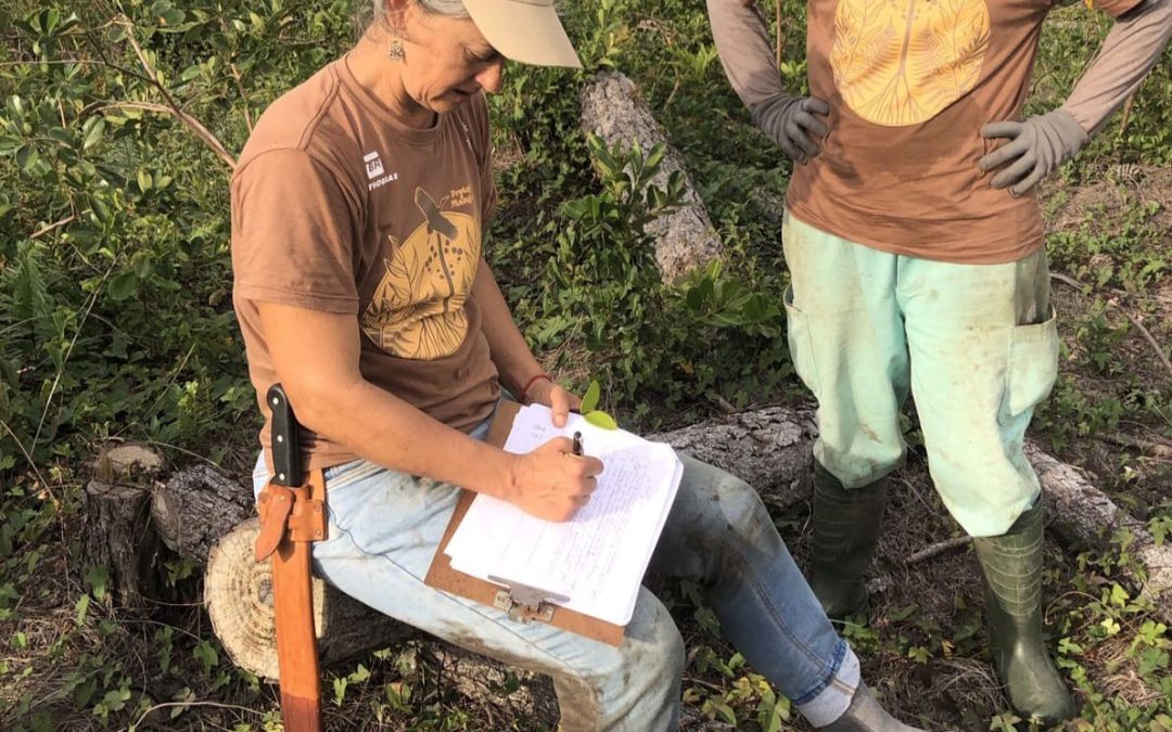 Manguezais e restingas restauradas, em Palhoça, são monitorados para avaliar resultados