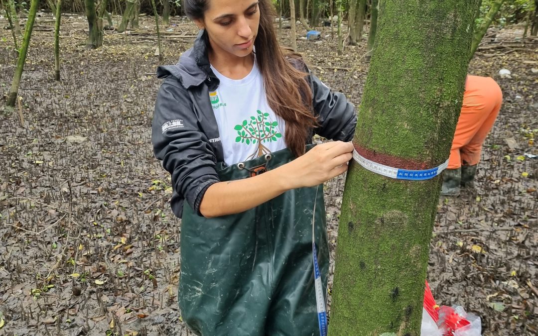 Pesquisa estuda potencial de estoque de carbono em manguezais criados da Grande Florianópolis