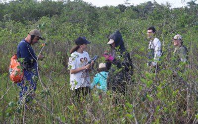 Raízes da Cooperação e UFSC realizam Curso de Reabilitação Ecológica de Manguezais
